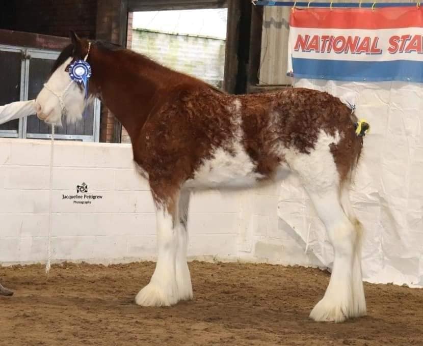 Reserve overall Clydesdale Champion - Littleward - Megan C Young