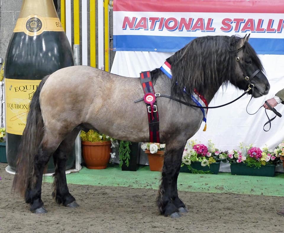 Highland Pony Champion - Carlung Winston - S Wardrop